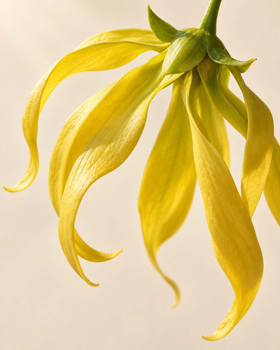 Ylang ylang
