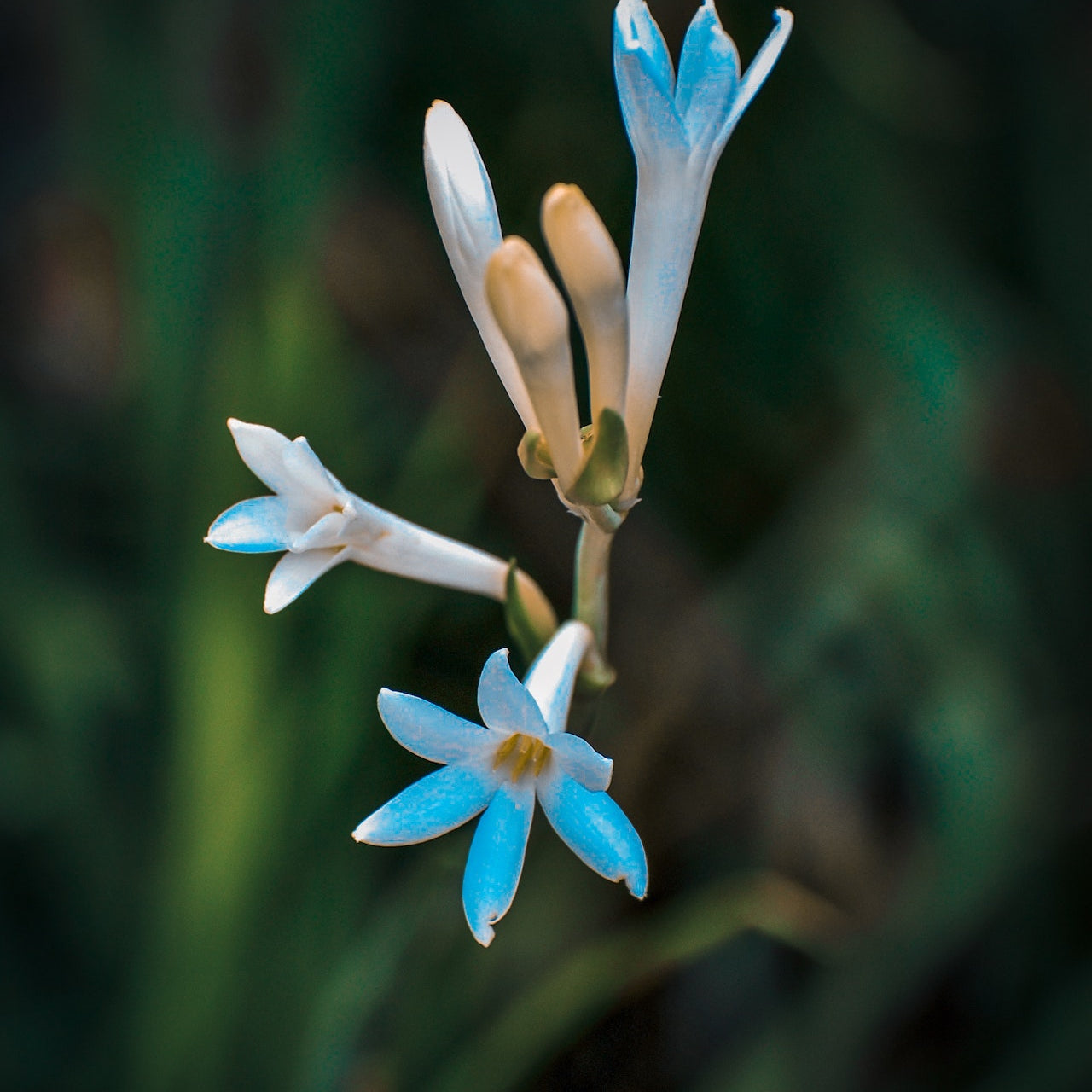 Explaining the chemical structure of Tuberose